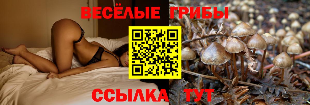 Волоколамск  Галлюциногенные грибы Cubensis  Вход с VPN 